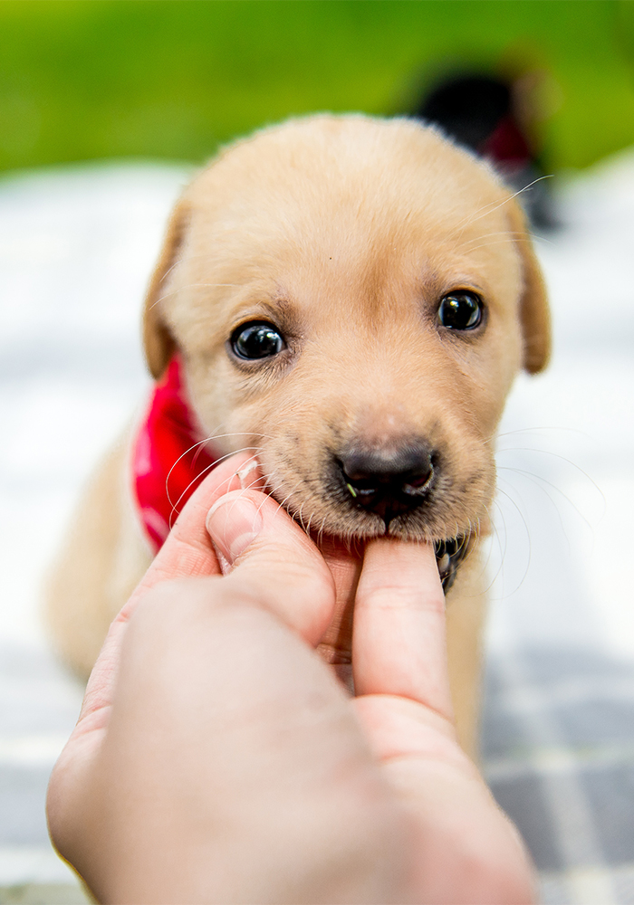 Puppy-Prep-Services-Raise-the-Woof-NYC